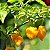 Sementes de Pimenta Trinidad Scorpion Yellow – 2ª Mais Forte do Mundo! (Capsicum chinense) - Imagem 1
