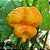 Sementes de Pimenta Trinidad Scorpion Amarela - 2ª mais forte do mundo! - Imagem 1