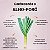 Sementes de Alho Poró Francês (Allium porrum) - Imagem 4