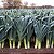 Sementes de Alho Poró Francês (Allium porrum) - Imagem 2