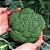 Sementes de Brócolis de Cabeça (Brassica oleracea) - Imagem 1
