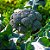 Sementes de Brócolis de Cabeça (Brassica oleracea) - Imagem 2