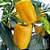 Sementes de Pimentão Amarelo (Capsicum annuum) - Imagem 2