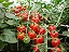 Sementes de Tomate Cereja Vermelho - Imagem 3