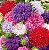 Sementes da Flor Aster Plumosa Sortida (Callistephus chinensis) - Imagem 1