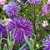 Sementes da Flor Aster Plumosa Sortida (Callistephus chinensis) - Imagem 5