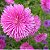 Sementes da Flor Aster Plumosa Sortida - Callistephus chinensis - Imagem 2