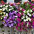 Sementes da Flor Petúnia Anã Compacta (Petunia x hybrida) - Imagem 2