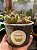 Kit para cultivo de Cactos Sortidos: 50 Sementes + Substrato + Pote + Manual - Imagem 4