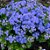 Sementes da Flor Agerato Azul Blue Mink (Ageratum houstonianum) - Imagem 1