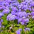 Sementes da Flor Agerato Azul Blue Mink (Ageratum houstonianum) - Imagem 2