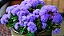 Sementes da Flor Agerato Azul Blue Mink (Ageratum houstonianum) - Imagem 5