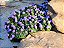 Sementes da Flor Agerato Azul Blue Mink (Ageratum houstonianum) - Imagem 3