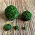 Esfera de Musgo Marimo Moss Ball Pequeno 1,5cm - Imagem 2