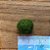 Esfera de Musgo Marimo Moss Ball Pequeno 1,5cm - Imagem 3
