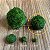 Esfera de Musgo Marimo Moss Ball Médio 2,5cm - Imagem 3