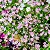 Sementes da Flor Mosquitinho Sortida (Gypsophila elegans) - Imagem 3