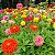 Zinia Dália Dobrada Sortida (Zinnia elegans) - 30 SEMENTES - Imagem 3