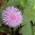 Sementes de Dorme-Dorme (Mimosa pudica) - Imagem 1