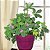 Sementes de Dorme-Dorme (Mimosa pudica) - Imagem 2