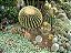 Sementes de Echinocactus grusonii 'Cactos Assento de Sogra' (10 sementes) - Imagem 2