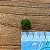 Marimo Ball Mini no Vidrinho 15ml - Imagem 5