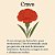 Cravo Gigante Sortido (Dianthus caryophyllus) - 30 SEMENTES - Imagem 3