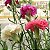 Sementes da Flor Cravo Gigante Sortido (Dianthus caryophyllus) - Imagem 2