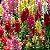 Sementes da Flor Boca de Leão Alta Sortida (Antirrhinum majus) - Imagem 1
