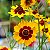Caliopsis das Planícies (Coreopsis tinctoria) - 100 SEMENTES - Imagem 2