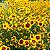 Sementes da Flor Caliopsis das Planícies (Coreopsis tinctoria) - Imagem 3