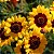 Sementes da Flor Caliopsis das Planícies (Coreopsis tinctoria) - Imagem 2