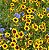 Sementes da Flor Caliopsis das Planícies (Coreopsis tinctoria) - Imagem 4