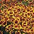 Sementes da Flor Caliopsis das Planícies (Coreopsis tinctoria) - Imagem 5