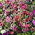 Sementes da Flor Clárquia Sortida (Clarkia unguiculata) - Imagem 1