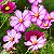 Sementes da Flor Cosmos Carnaval Sortida (Cosmos bipinnatus) - Imagem 1