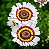 Sementes da Flor Crisântemo Pintado (Chrysanthemum coronarium) - Imagem 1