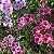 Sementes da Flor de Cetim Sortida (Clarkia amoena) - Imagem 3
