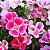 Sementes da Flor de Cetim Sortida (Clarkia amoena) - Imagem 1