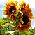 Sementes da Flor Girassol Beleza de Outono (Helianthus annuus) - Imagem 3