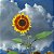 Sementes da Flor Girassol Beleza de Outono (Helianthus annuus) - Imagem 4