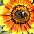 Sementes da Flor Girassol Beleza de Outono (Helianthus annuus) - Imagem 5