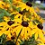 Sementes da Flor Margarida Amarela Susan De Olhos Pretos (Rudbeckia hirta) - Imagem 3