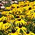 Sementes da Flor Margarida Amarela Susan De Olhos Pretos (Rudbeckia hirta) - Imagem 4