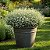 Mosquitinho Branco (Gypsophila elegans) - 100 SEMENTES - Imagem 3