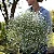 Mosquitinho Branco (Gypsophila elegans) - 100 SEMENTES - Imagem 2