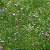 Sementes da Flor Mosquitinho Branco (Gypsophila elegans) - Imagem 4