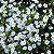 Sementes da Flor Mosquitinho Branco (Gypsophila elegans) - Imagem 1