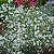 Sementes da Flor Mosquitinho Branco (Gypsophila elegans) - Imagem 2