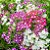 Sementes da Flor Phlox Estrelada (Phlox drummondii) - Imagem 1
